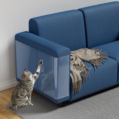 a cat standing on its hind legs in front of a blue couch