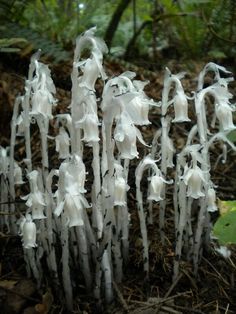 some very pretty looking plants in the dirt and grass with water droplets on it's stems