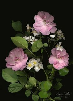 pink and white flowers with green leaves on a black background