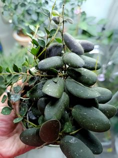 a person holding up some green plants in their hand