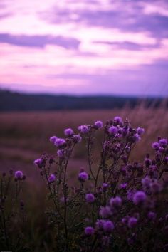 purple flowers are in the foreground and an empty field is in the background at sunset