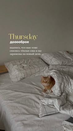 an orange cat sitting on top of a bed covered in white sheets and blankets with the words thursday