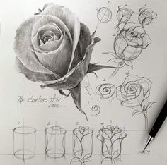 a pencil drawing of a rose on paper