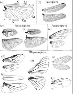 four different types of insect wings and their markings are shown in this diagram, with the names