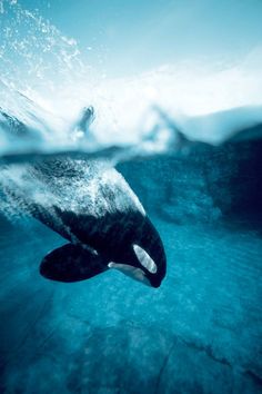 an orca swimming in the ocean with its head above the water's surface