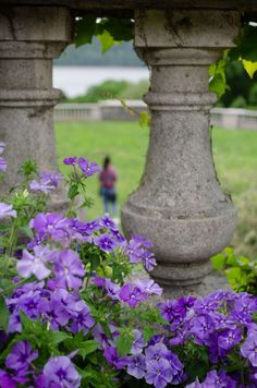 purple flowers are in the foreground, and a person is in the distance behind them