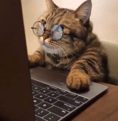 a cat wearing glasses laying on top of a laptop computer