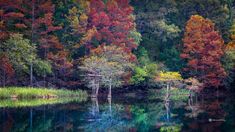 colorful trees are reflected in the still water of a lake surrounded by tall, green and orange trees