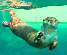 an otter swimming in the water with its front paws up to the camera, looking upward