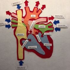 a diagram of the human heart with labels and arrows pointing to it's major vessels