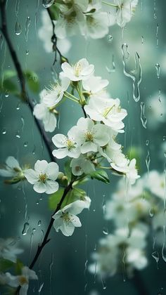 white flowers are in the rain on a branch