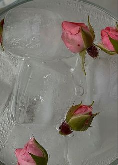 three pink roses floating in ice on top of a glass plate with water and ice