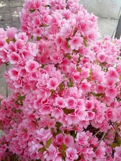 pink flowers are blooming in the garden