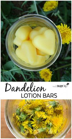 dandelion lotion bars in a mason jar with yellow flowers and text overlay