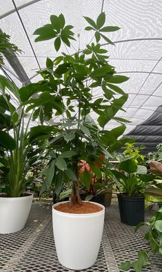 several potted plants on a table in a greenhouse