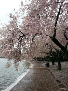 the trees are blooming along the water's edge in front of the beach