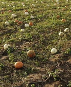 an open field filled with lots of white and orange eggs on top of green grass