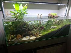 an aquarium with plants and rocks in it