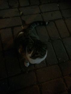 a cat laying on the ground in the dark