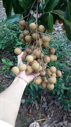 a person is holding up some fruit on a tree in their hand and it looks like they are about to fall off