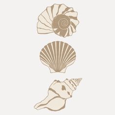 three seashells are shown in sepia on a white background, one is brown and the other is beige