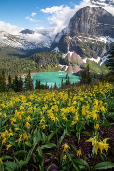 the mountains are covered in snow and flowers