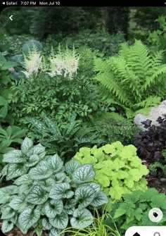 many different types of plants in a garden