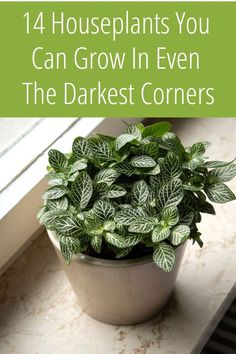 14 Houseplants That Thrive In Low Light Low Light House Plants, Indoor Plants Low Light, Flag Diy, Bar Garden, Household Plants, Aesthetic Garden, Growing Plants Indoors