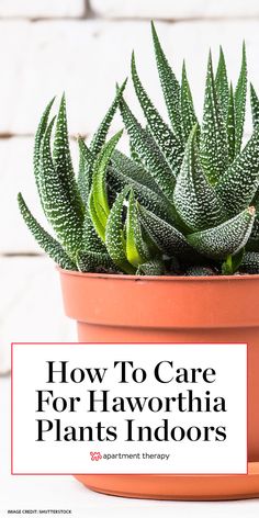 a potted plant with the words how to care for haworthia plants indoors