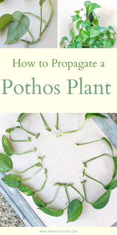 how to propagate a pothos plant from the ground up with text overlay that reads, how to propagate a pothos plant