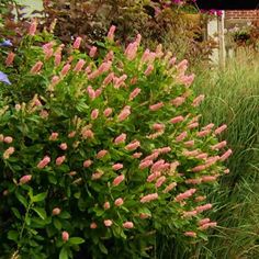 some pink flowers and green grass in front of a house