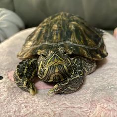 a small turtle sitting on top of a pink table cloth next to a stuffed animal