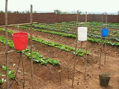 several buckets are in the middle of a garden with plants growing out of them