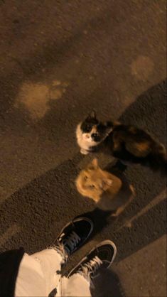 two cats and one dog are standing on the ground next to someone's feet