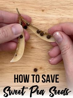 two hands are peeling a banana on a wooden surface with text overlay that reads how to save sweet pea seeds