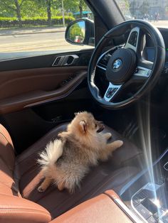 a small dog sitting in the driver's seat of a car with it's paw on the steering wheel