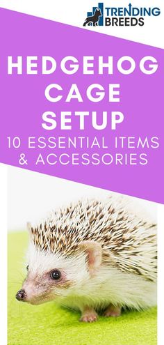 hedgehog cage setup 10 essential items and accessories