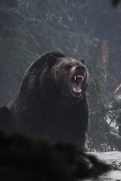 a large brown bear standing on top of a snow covered ground next to evergreen trees