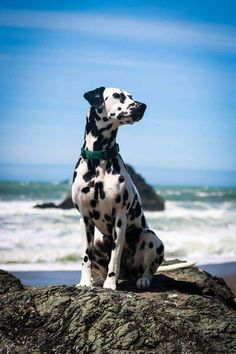 a dalmatian dog sitting on top of a rock near the ocean