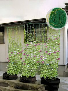 several potted plants in front of a building with a green string hanging from it