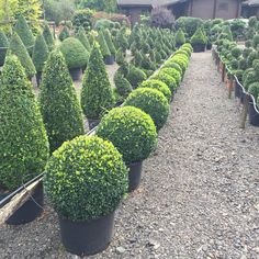 several large potted trees lined up in the middle of a gravel road near a building