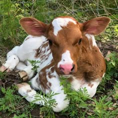 a brown and white cow laying in the grass