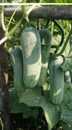 cucumbers growing on the vine in a garden