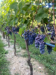 several bunches of grapes hang from the vine in an outdoor area with dirt and grass