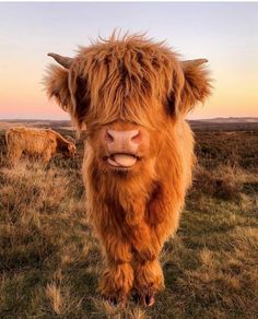 an animal with very long hair standing in the middle of a grassy field at sunset