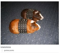 a brown and white dog laying on top of a carpet