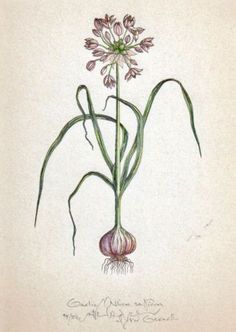 a drawing of an onion plant with its roots still attached to the flower head and leaves