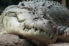 an alligator laying on top of a rock with its mouth open and it's eyes closed