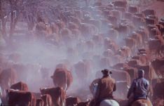 a large herd of cattle being led by men on horseback through the dusty terrain