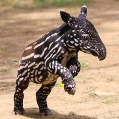 an animal that is standing on its hind legs in the dirt with it's foot up